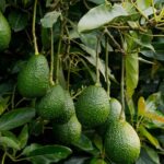 aguacate wps23 (1)