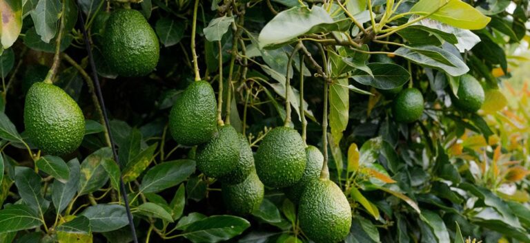 aguacate wps23 (1)
