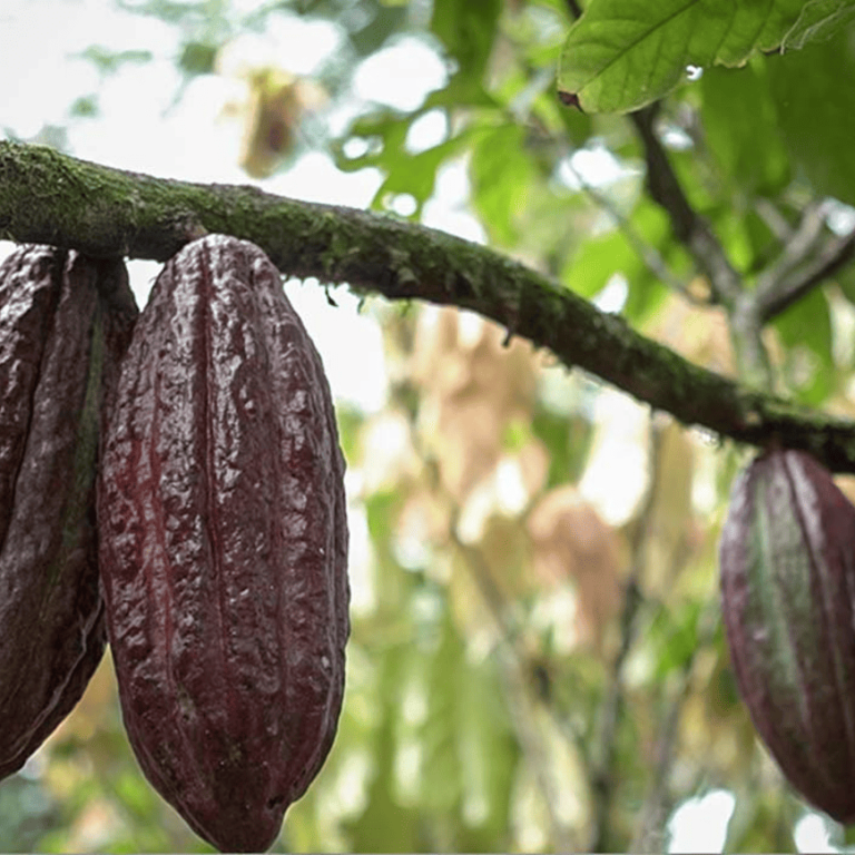 Colombia abre puertas a nuevos mercados agropecuarios internacionales