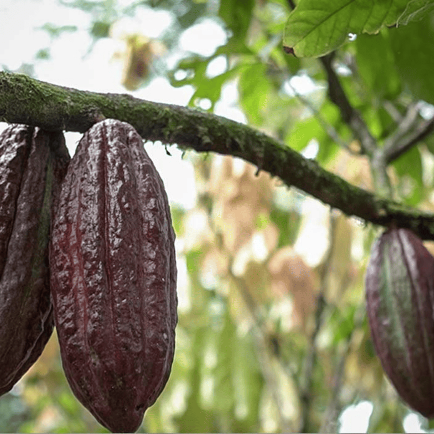 Colombia abre puertas a nuevos mercados agropecuarios internacionales