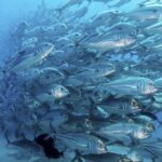 SENA y Universidad de La Sabana impulsan la acuicultura en La Guajira