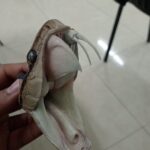 INS impulsa prevención y atención efectiva contra animales ponzoñosos en La Guajira