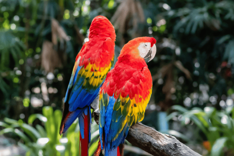 Colombia se une en un vuelo de esperanza y aves